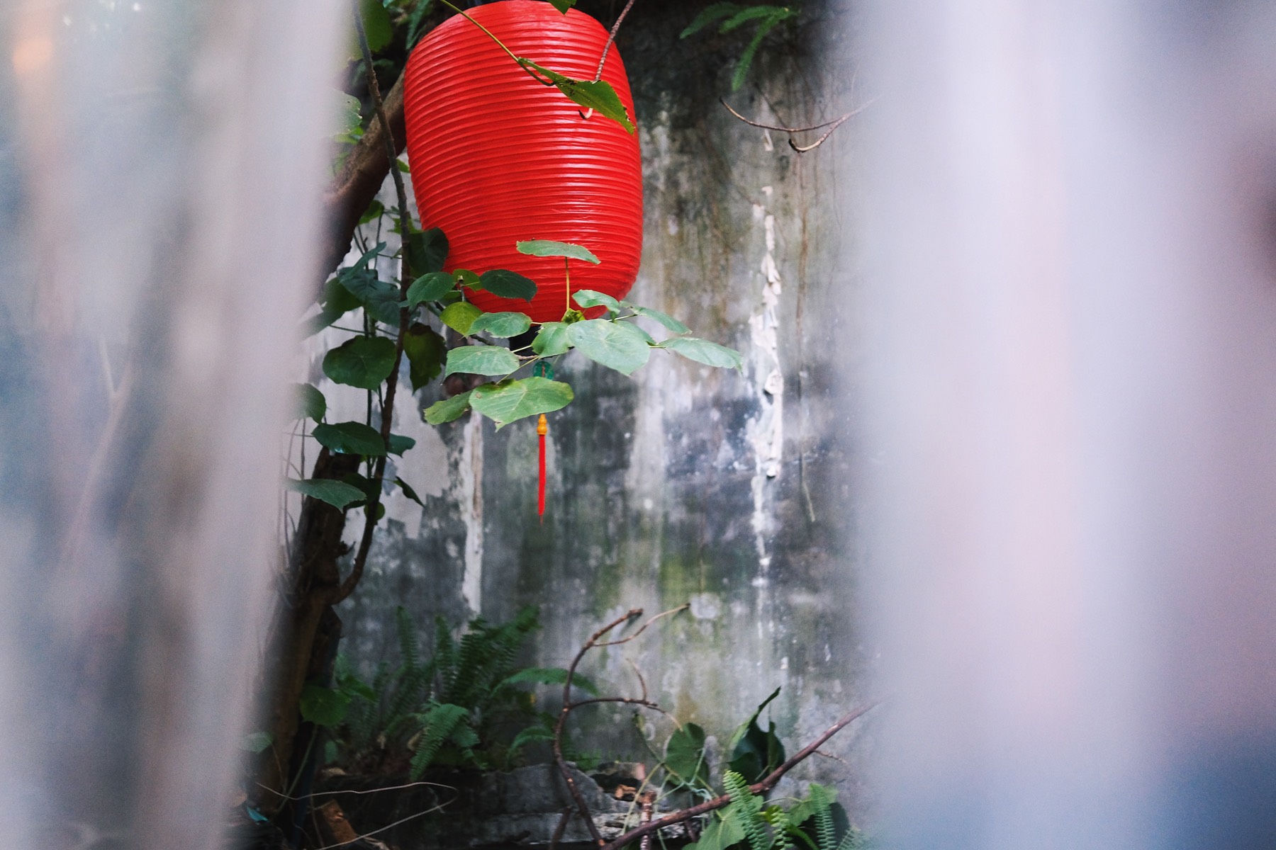 A red paper lantern among leaves, seen between white curtains