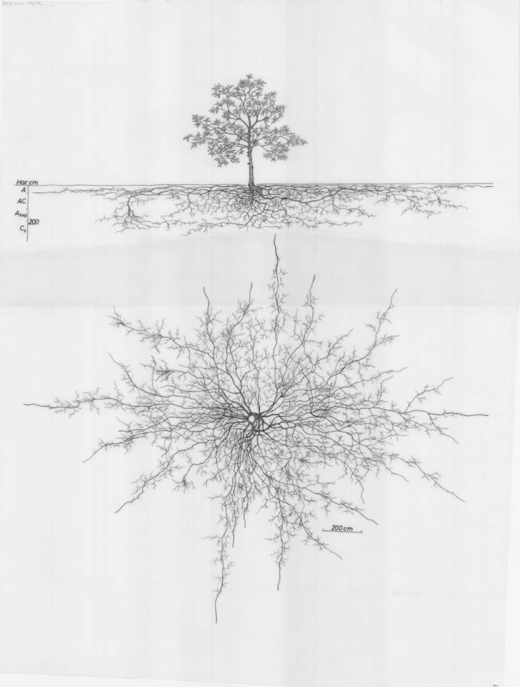 A drawing of a tree's root system, seen from above
