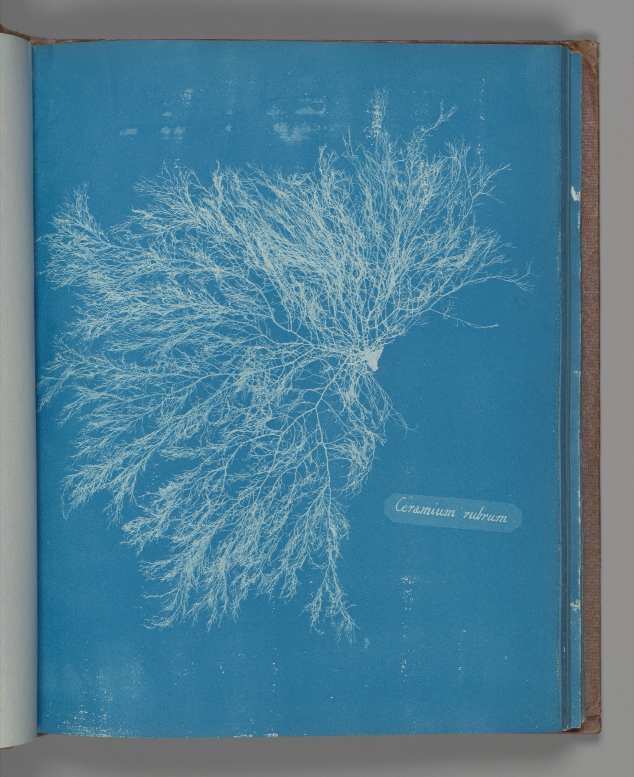 Cyanotype print of branching network, evoking interconnection